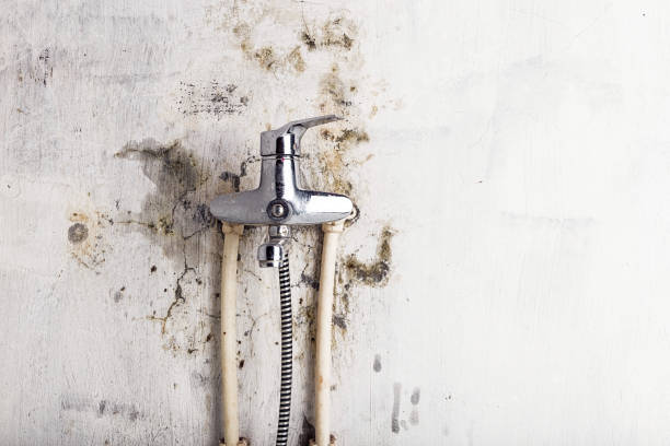 Best Toxic Mold Removal  in Claremont, CA