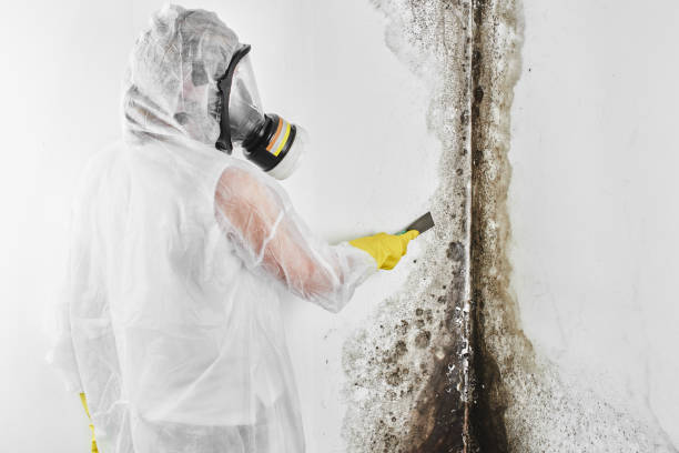 Best Best Mold Removal Companies  in Claremont, CA