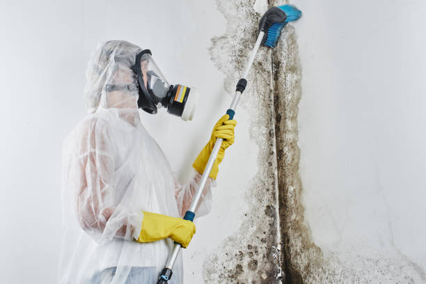 Best Emergency Mold Removal  in Claremont, CA