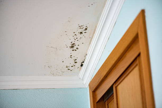 Best Mold Damage Repair  in Claremont, CA
