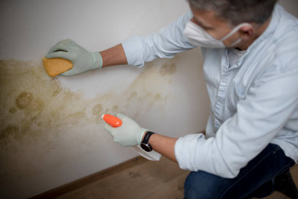 Best Affordable Mold Removal  in Claremont, CA