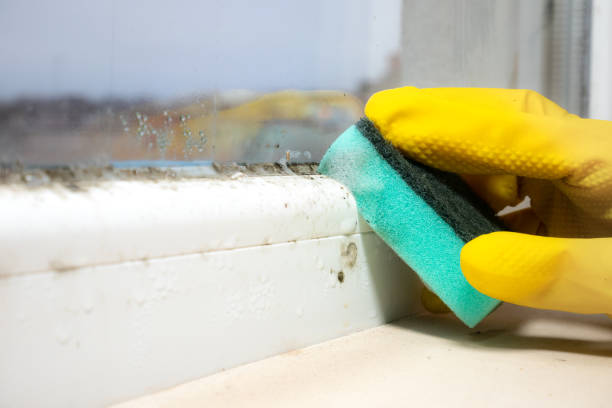Best Residential Mold Removal  in Claremont, CA
