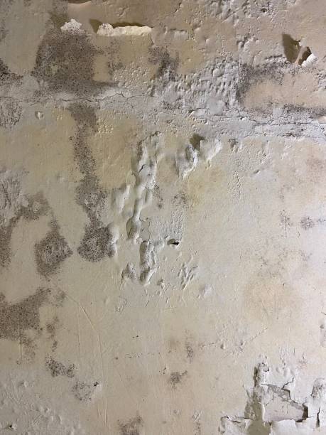 Best Black Mold Removal  in Claremont, CA
