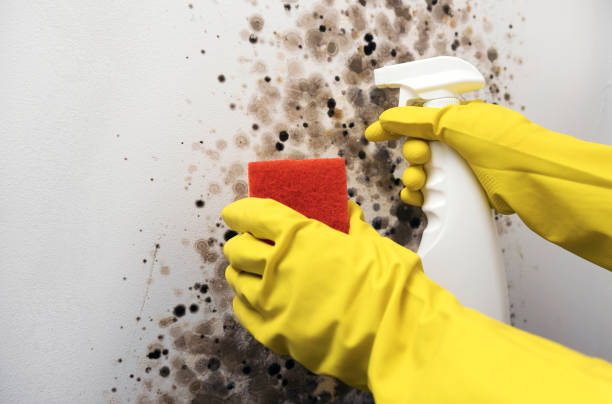 Best Emergency Mold Removal  in Claremont, CA