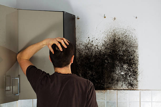 Mold Removal Process in Claremont, CA