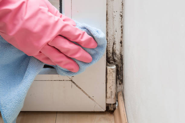 Best Mold Removal Process  in Claremont, CA