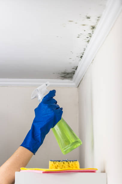 Trusted Claremont, CA Mold Removal Experts