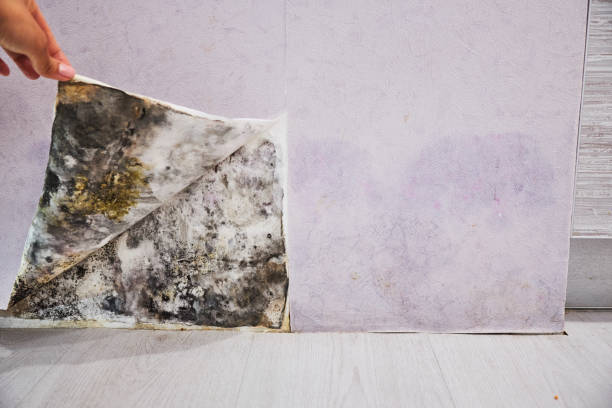 Best Attic Mold Removal  in Claremont, CA